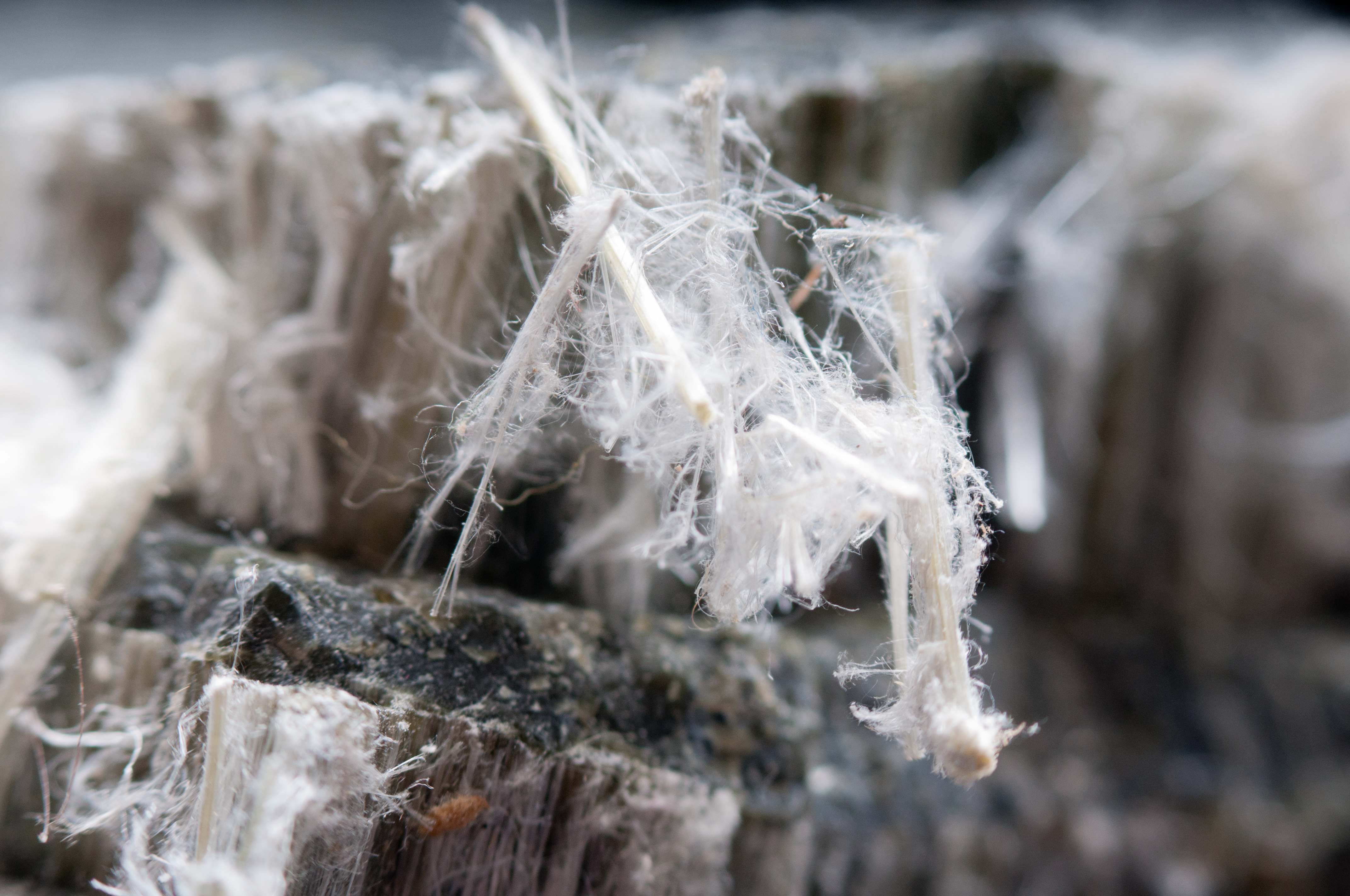 Close-up of white asbestos fibres in suspect material