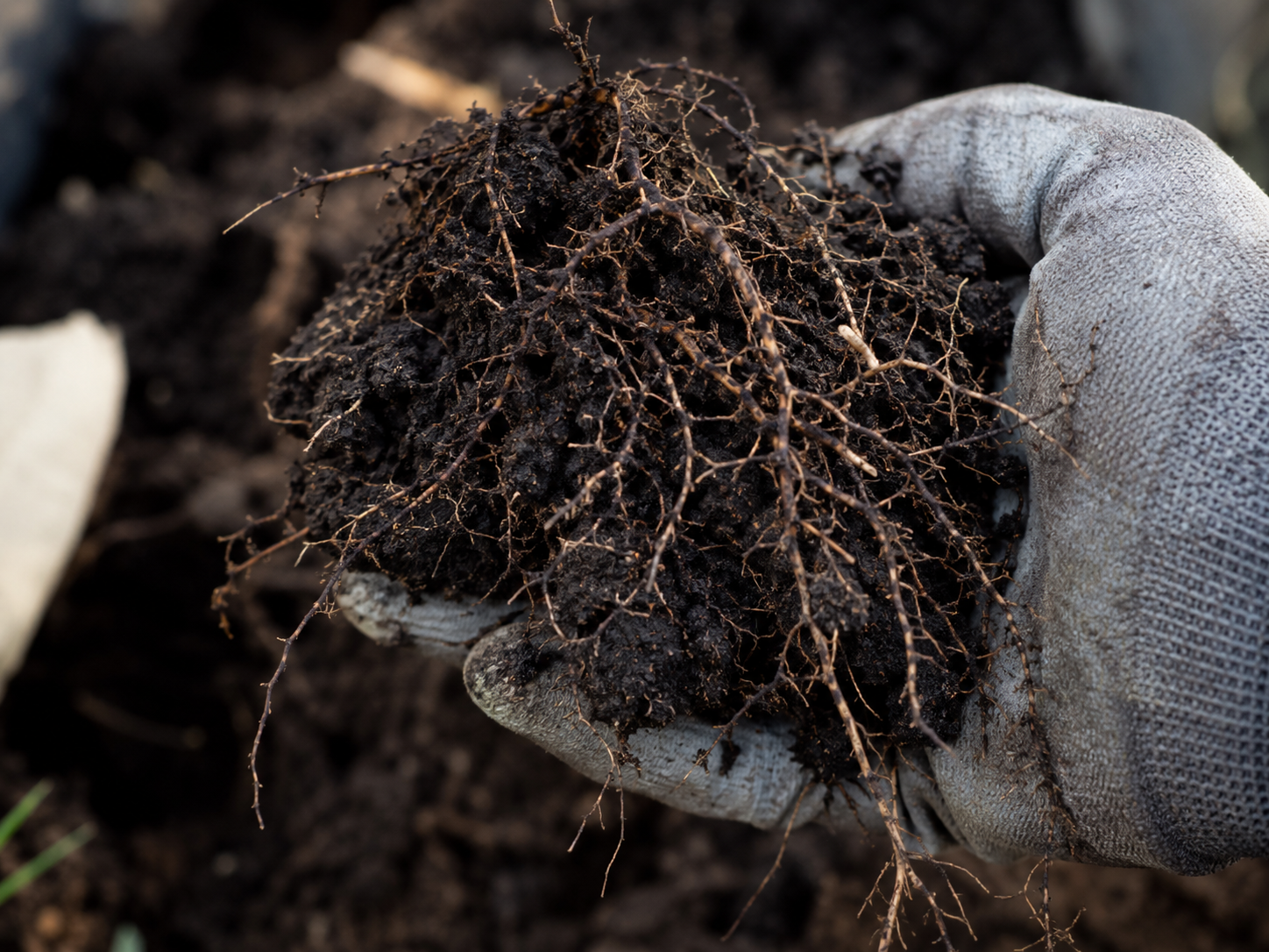 Soil and root sample held in a gloved hand