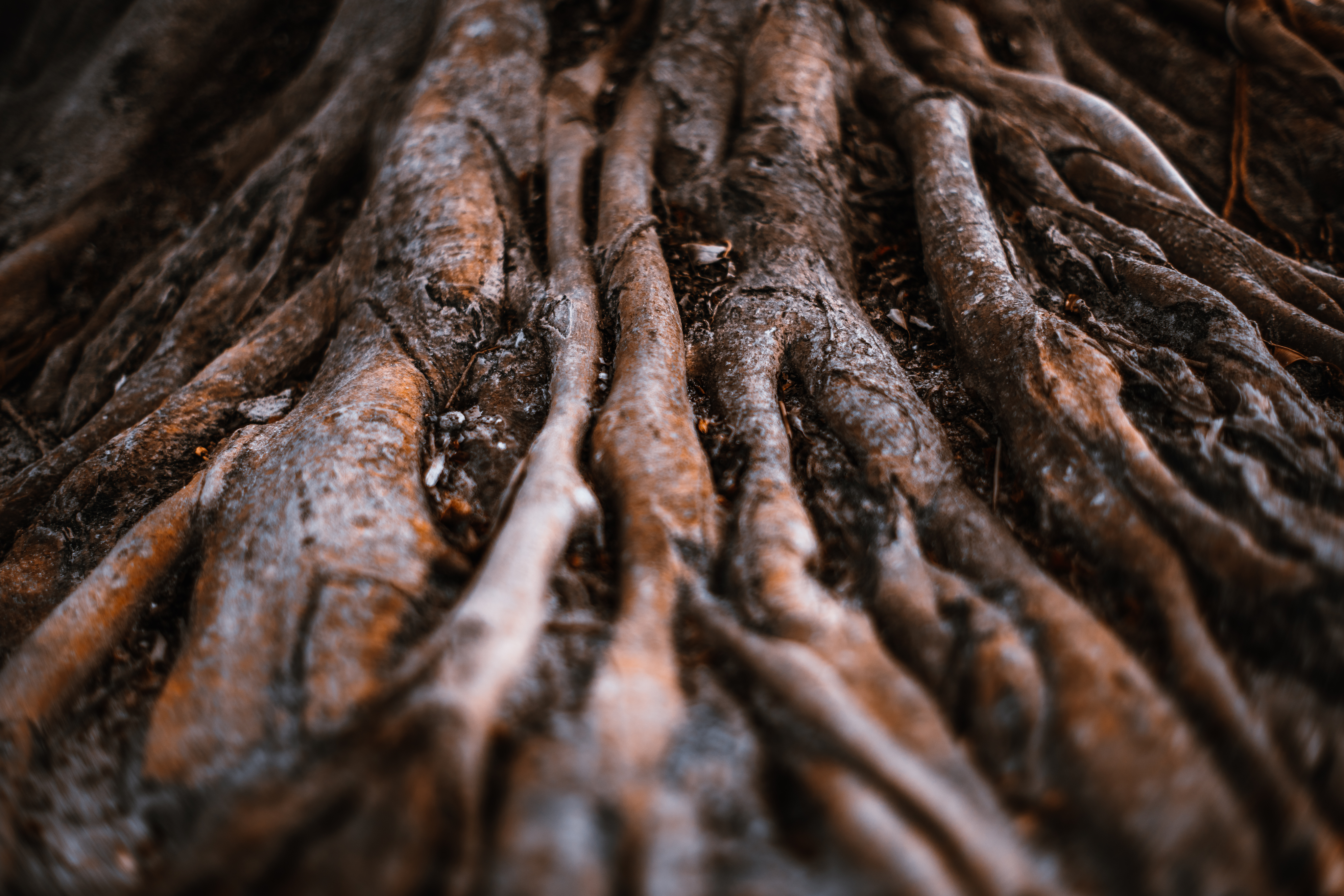 Plant material and root matter
